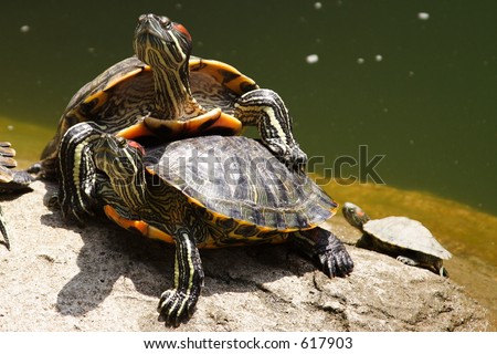 Three Turtles Portrait