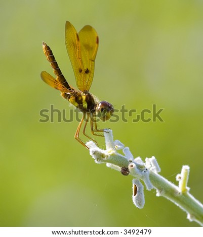 Dragon Fly posing with tail high.