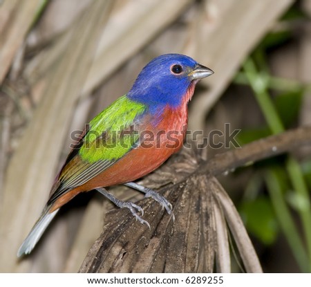 Painted Bunting sitting on a palm branch.