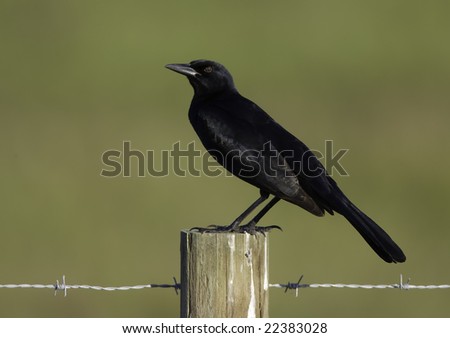 Profile image of a Grackle on a post