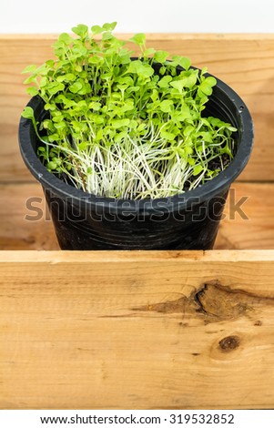 Little plant in wood box