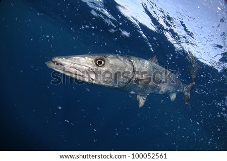 Barracuda fish underwater with sky