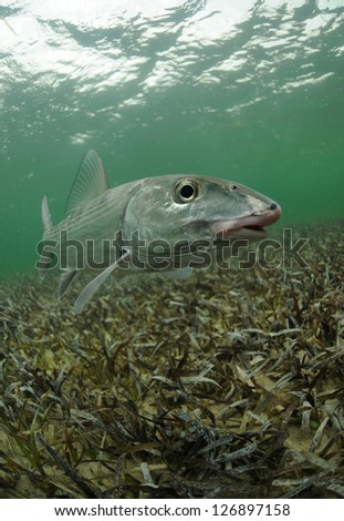a bonefish is swimming in the grass flats ocean