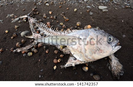 Pollution and dead yellowfin tuna on beach being eaten by hermit crabs