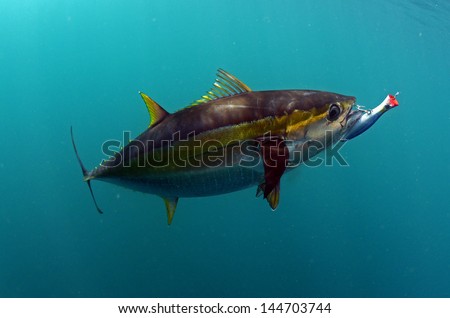 yellowfin tuna fish with a hook and lure in its mouth