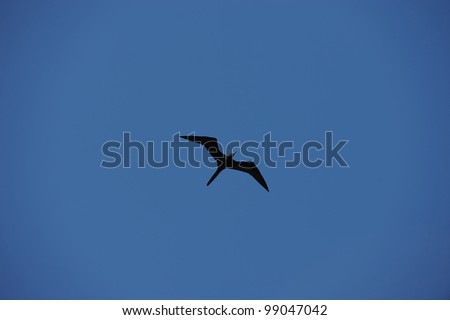 Frigate bird isolated and flying against blue sky
