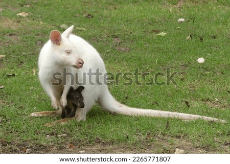 Similar – Image, Stock Photo Albino wallaby albino cute