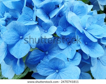 Similar – Image, Stock Photo Hydrangea Environment