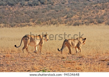 African lions hunting in Kgalagadi desert