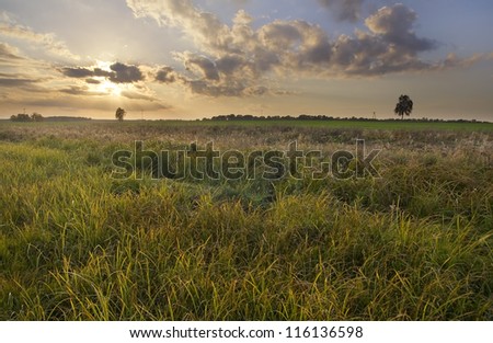 Landscape of wetlands with big grass.sunset