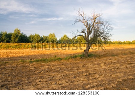 withered tree on plowed field