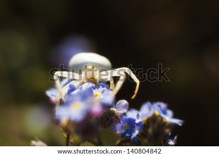 white spider on forget-me-not flowers macro