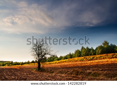 plowed field and old withered tree