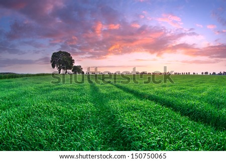 Field of a young green corn at sunset