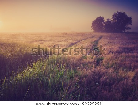 vintage photo of foggy morning on meadow. rural landscape