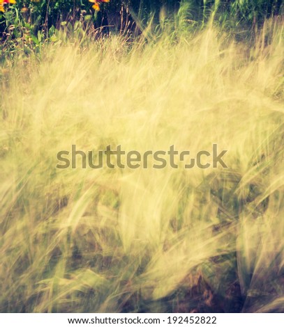 grass moved by wind. vintage photo