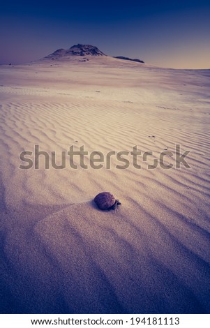 vintage photo of desert landscape