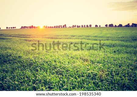 vintage photo of green field at sunset