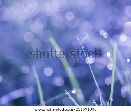 morning grass with dew drops in cold tones