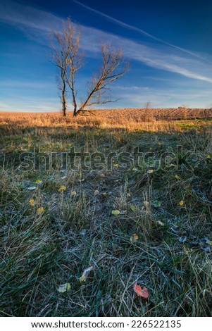vintage landscape with withered tree