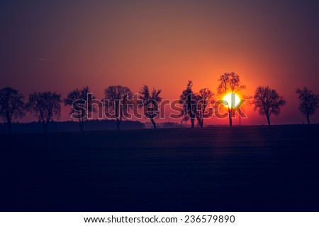 vintage photo of close up sunset over withered trees alley