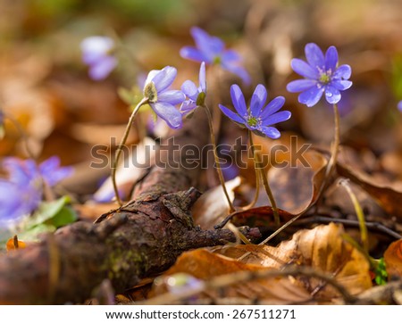 Beautiful springtime liverworts (Hepatica nobilis) flowers. First flowers blooming in spring forest in march or april. Polish forest flowers.