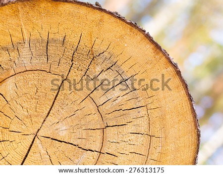Background of sliced tree trunk. Close up of tree trunk section.