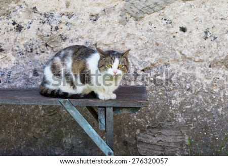 Cat outdoor portrait. Domestic cat photographed in outdoor light.