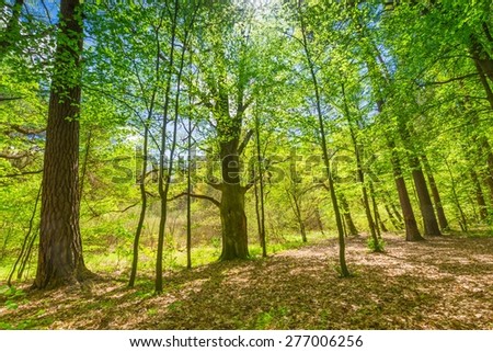 Beautiful green springtime forest landscape. European natural forest with fresh green young leaves. Good weather landscape.