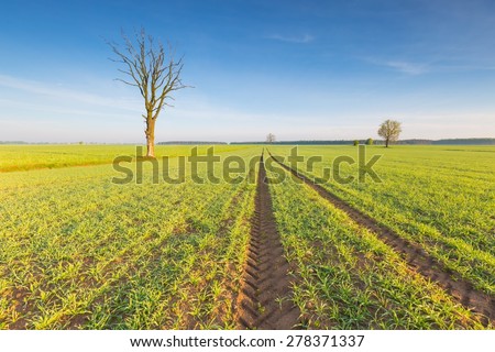 Morning over young cereal field. Beautiful calm countryside at springtime.