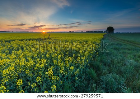 Blooming rapeseed field sunrise. Beautiful agricultural landscape of calm countryside in springtime.