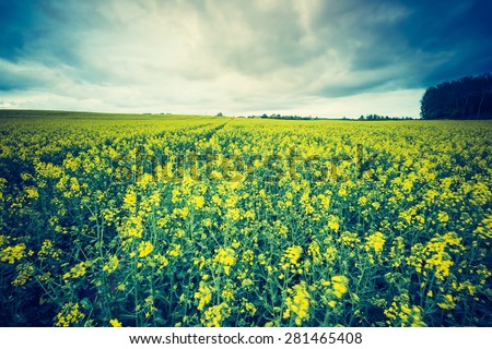 Vintage photo of blooming rapeseed field at sunrise. Beautiful agricultural landscape of calm countryside in springtime.