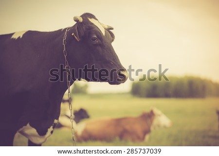 Vintage portrait of cow on pasture. Animal face photo photographed in outdoor