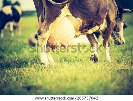 Vintage portrait of cow on pasture. Animal face photo photographed in outdoor