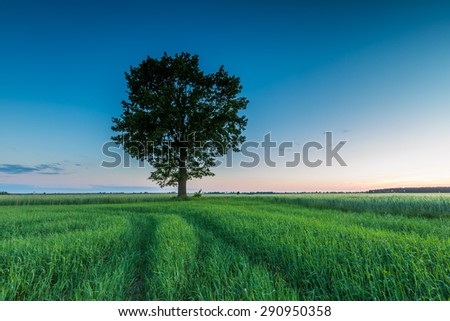 Beautiful landscape of green rye field at sunset. Agricultural countryside.