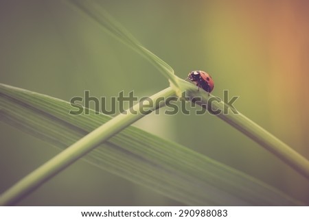 Beautiful vintage photo of ladybug sitting on plant. Nature background with vintage mood effect