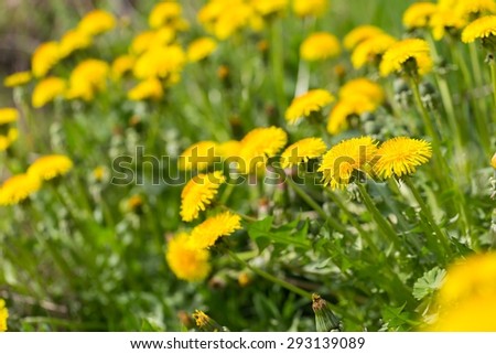Beautiful blooming yellow dandelions flowers. Springtime meadow with many dandelions