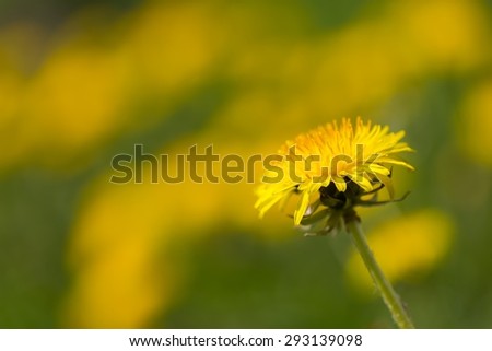 Beautiful blooming yellow dandelions flowers. Springtime meadow with many dandelions
