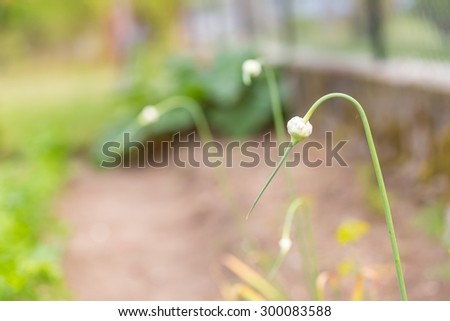 Garlic flower bud in the garden. Close up of garden plant growing in natural ecologic garden