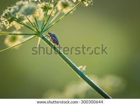 Close up of bug sitting on plant. Close up of insect photographed in summer afternoon