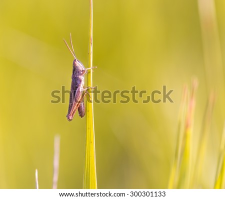 Close up of beautiful grasshopper sitting on grass. Beautiful close up of summer insect