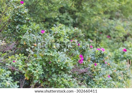 Wild rose bushes with flowers and fruits photographed in summertime forest. Close up of wild rose branches