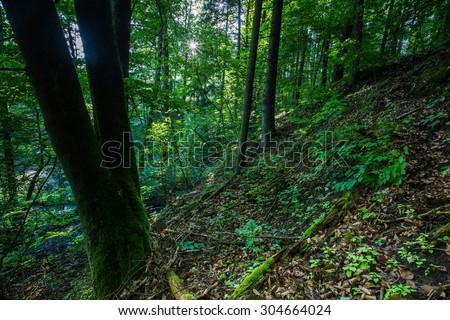 Sunlight In Deciduous Forest, Summer Nature. Sunny Trees Of Wild Forest in Poland. Woods Background.