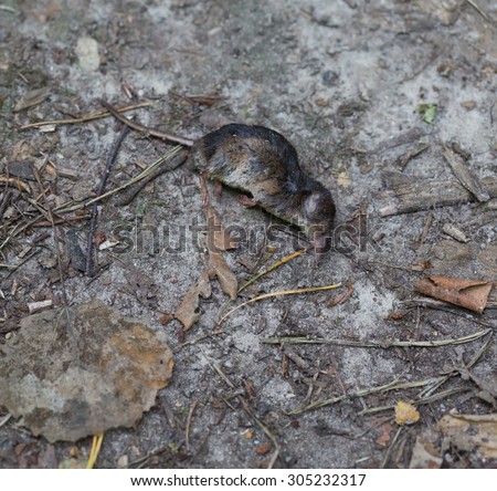 Dead body of shrew lying on forest path. Dead rodent body.