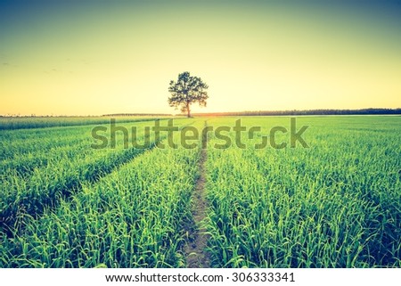 Vintage photo of green field landscape photographed in late spring. Polish green field with old tree with vintage mood effect.