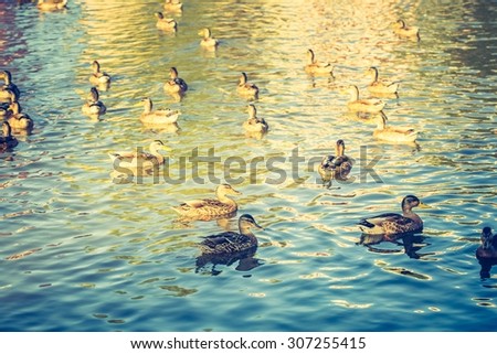 Vintage photo of herd of wild ducks swimming in small pond illuminated by sunset light.