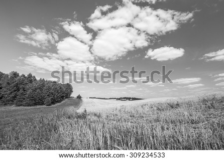 Stubble field under sky with white clouds. Black and white photo. Summertime landscape. Polish countryside.