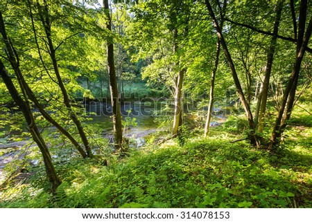Sunlight In Deciduous Forest, Summer Nature. Sunny Trees Of Wild Forest in Poland. Woods Background.