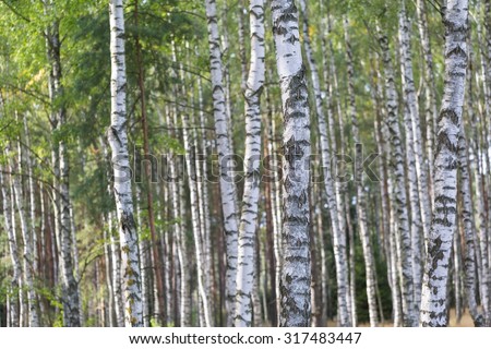 Beautiful birch forest close up. Forest in summer light.