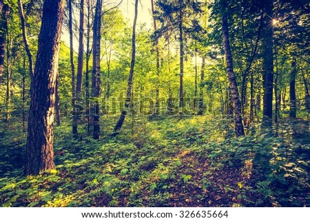Vintage photo of autumnal colorful forest photographed at sunrise. Photo with vintage mood.